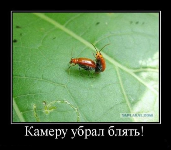 Пацанские демотиваторы (18 фото)